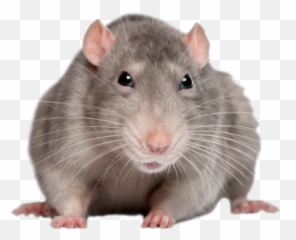 Rat Png Animal Mouse Mice White Rat - Rat Png Emoji,Mice Emoji