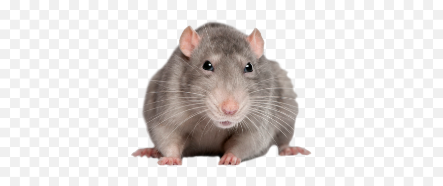 Rat Png Animal Mouse Mice White Rat - Rat Png Emoji,Mice Emoji