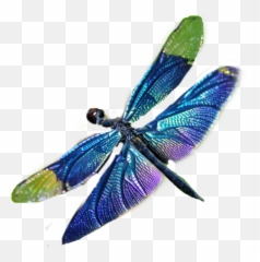 Dragonfly - Dragonfly Emoji,Dragonfly Emoji
