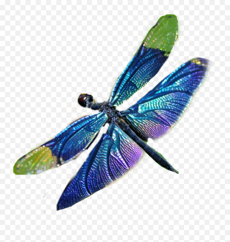 Dragonfly - Dragonfly Emoji,Dragonfly Emoji
