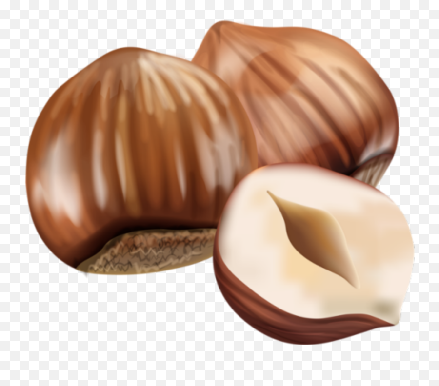 Hazelnut Nuts Sticker - Transparent Background Hazelnut Png Emoji,Hazelnut Emoji