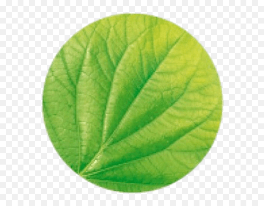 Garnier Leaf Logo Transparent Png - Menispermaceae Emoji,Leaf Emojis