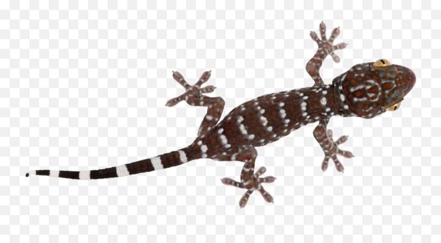 Lizard Gecko Reptile Freetoedit - Turkish Gecko Emoji,Lizard Emoji