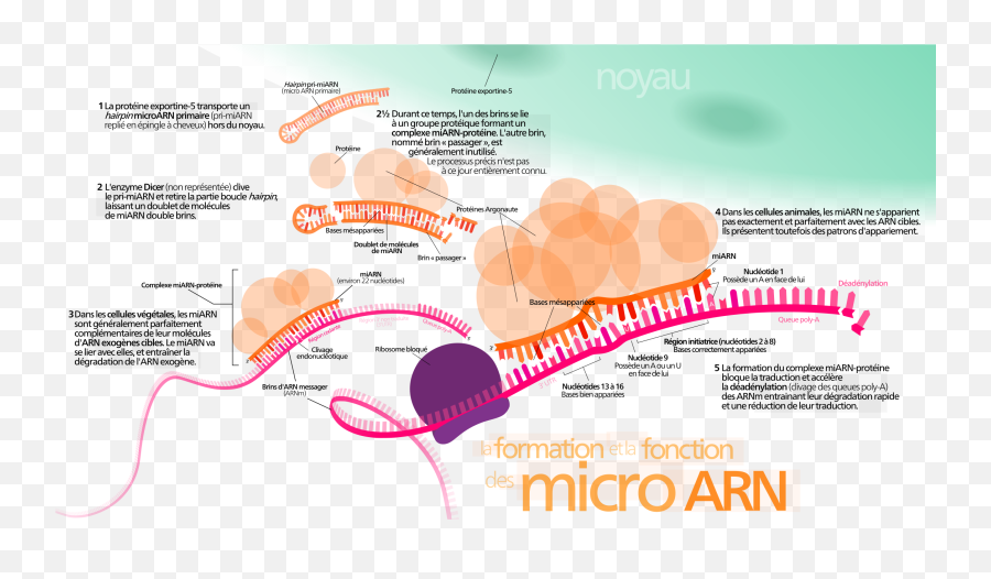 Mirna - Amyotrophic Lateral Sclerosis Gene Therapy Emoji,Lie Down Emoji