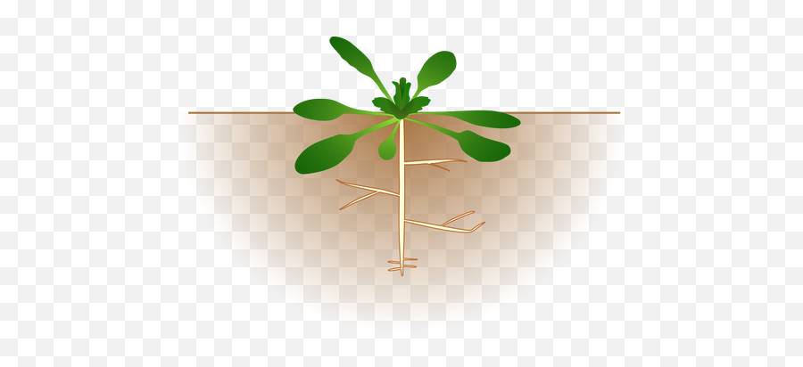 Vector Image Of Arabidopsis Thaliana - Cartoon Plant With Roots Emoji,Weed Plant Emoji