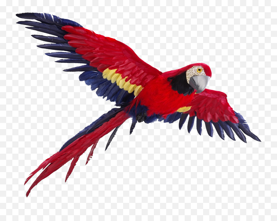 Flying Parrot Photos Hq Png Image - Flying Parrot Png Emoji,Parrot Emoji Iphone