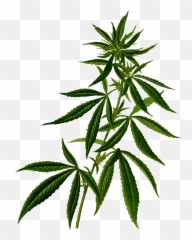Cannabis Vector Clipart Image - Transparent Weed Plant Png Emoji
