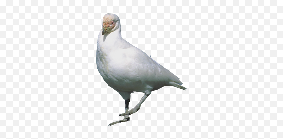 Rock Dove Stock Dove Flight Bird - Standing Dove Transparent Emoji,Pigeon Emoji