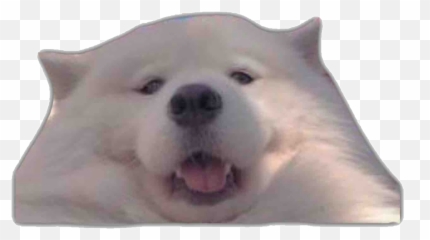 Doggo Wholesome Freetoedit - American Eskimo Emoji