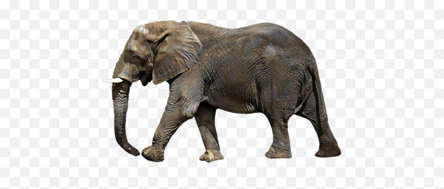 Elephant Elephants Animals Terrieasterly - Indian Elephant Emoji,Elephant Emoji