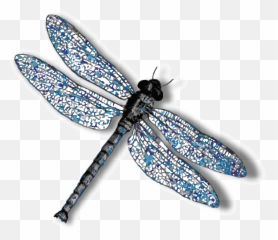 Transparent Background Clip Art Dragonfly - Transparent Transparent Background Dragonfly Png Emoji,Dragonfly Emoji