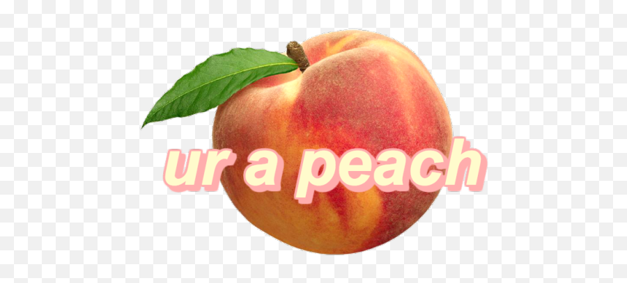 Peachy Keen - Aesthetic Peach Fruit Png Emoji,Peaches Emoji