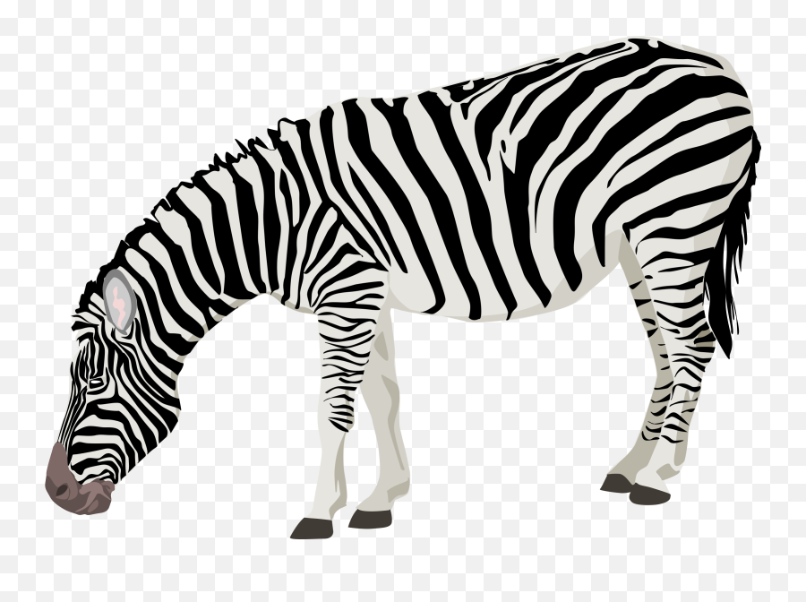 Download Free Zebra Photos Icon Favicon - Zebra Png Emoji,Zebra Emoji