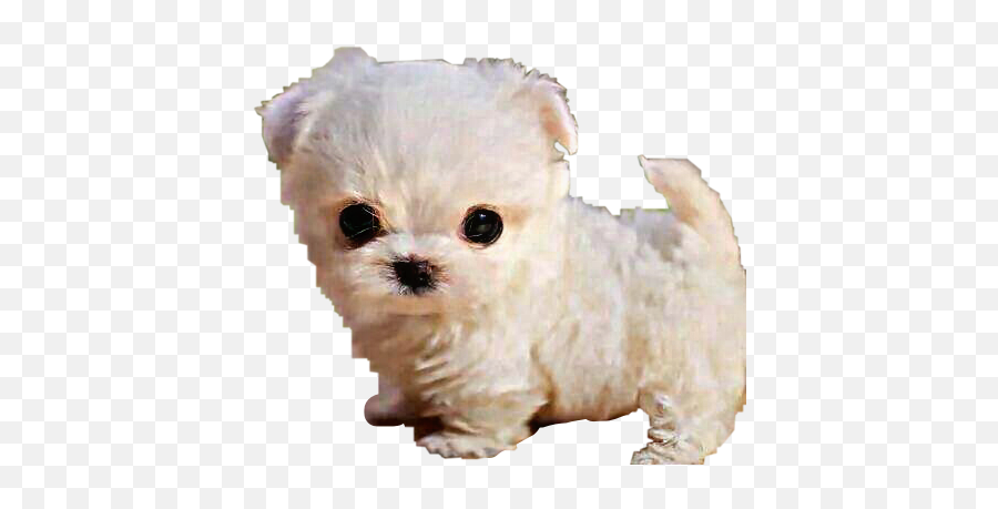 Tiny Teacup Maltese White Dog Puppy - Companion Dog Emoji,Maltese Emoji