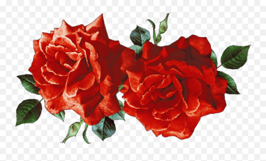 Popular And Trending Roses Stickers On Picsart - Aesthetic Red Rose Png Emoji,Wilted Rose Emoji