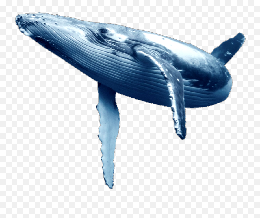 Largest Collection Of Free - Transparent Blue Whale Clipart Emoji,Emoji Free Whale