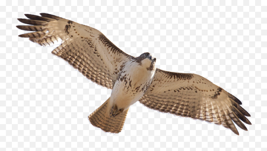 Download Free Png 15 Red Tailed Hawk Png For Free Download - Red Tailed Hawk Transparent Emoji,Hawk Emoji