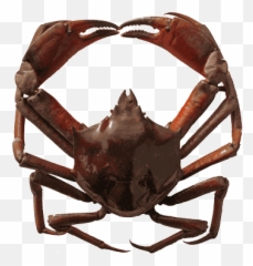 Kelp Crab Non - Kelp Crab Oregon Emoji,Crab Emoticons