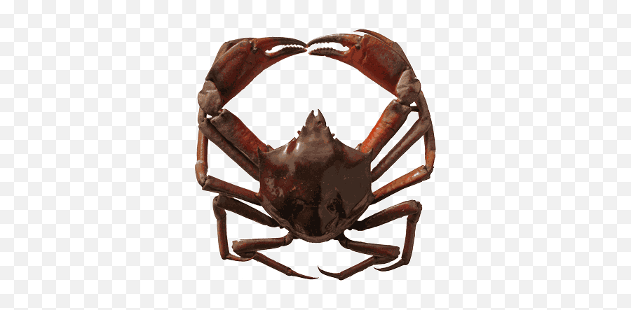 Kelp Crab Non - Kelp Crab Oregon Emoji,Crab Emoticons