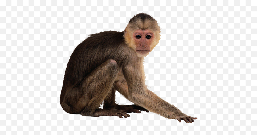 Monkey Png Transparent Free Images - Transparent Monkey Png Emoji,Monkeys Emoji