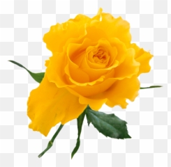 Yellow Rose Download Free Clip Art - Flowers Png Transparent Yellow Emoji,Yellow Rose Emoji
