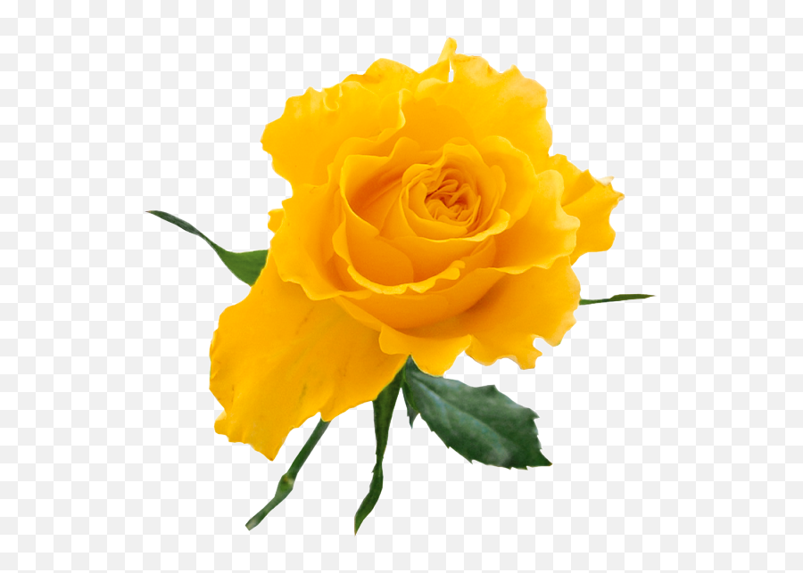 Yellow Rose Download Free Clip Art - Flowers Png Transparent Yellow Emoji,Yellow Rose Emoji
