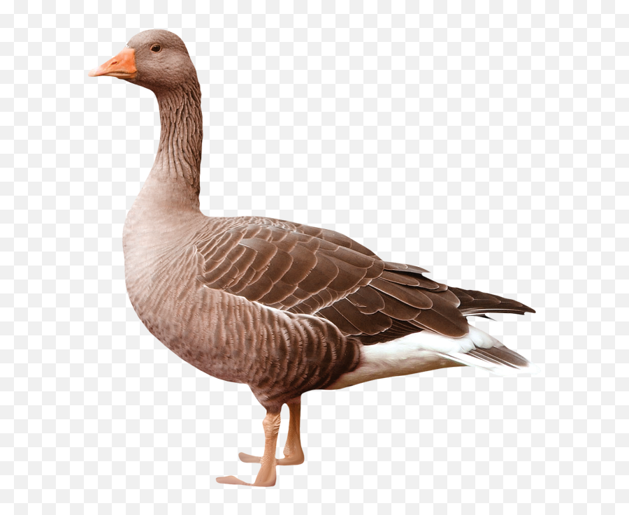 Goose Png - Goose Without Background Emoji,Goose Emoji