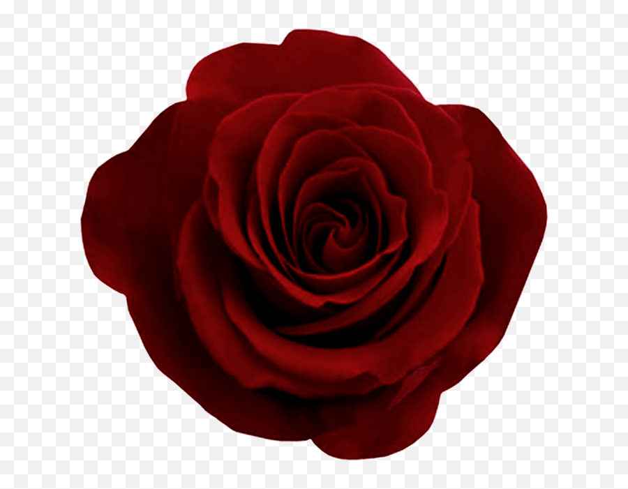 Free Red Rose Transparent Background Download Free Clip Art - Red Rose Png Emoji,Red Flower Emoji