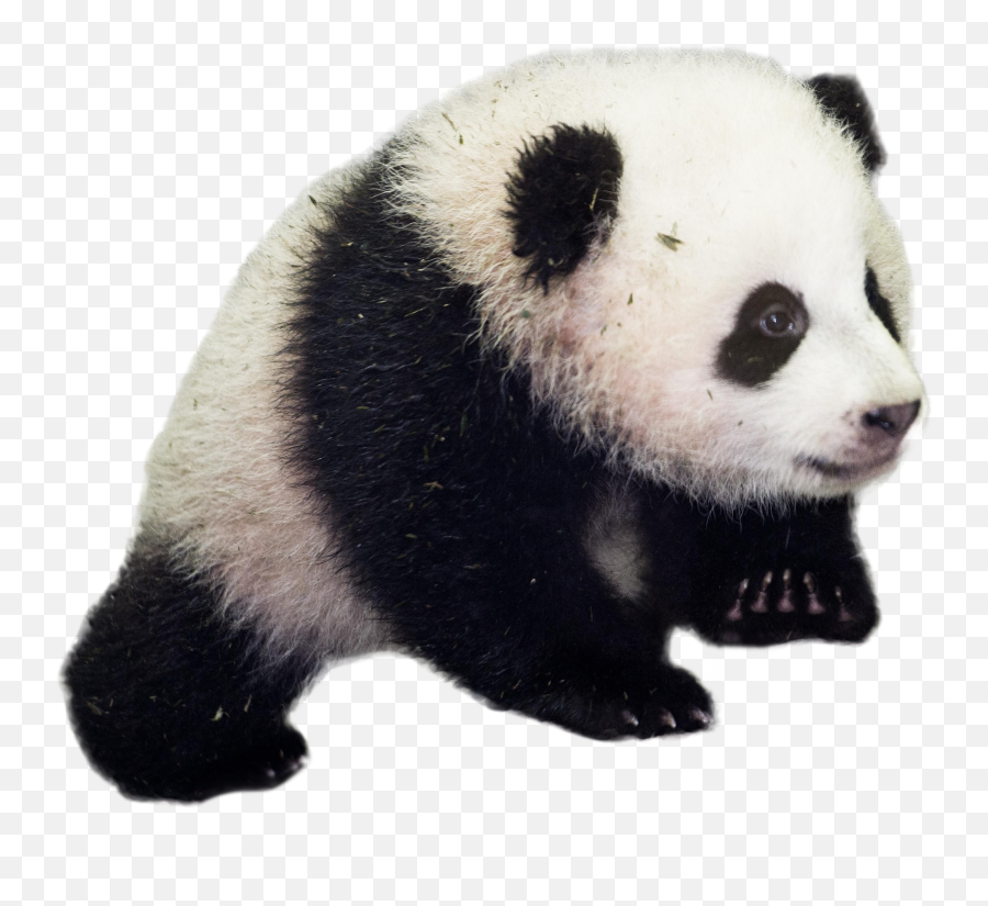 Download Baby Panda Png Image For Free - Giant Panda Png Emoji,Black Baby Emoji