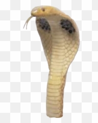 Snek - Indian Cobra Emoji,Snek Emoji
