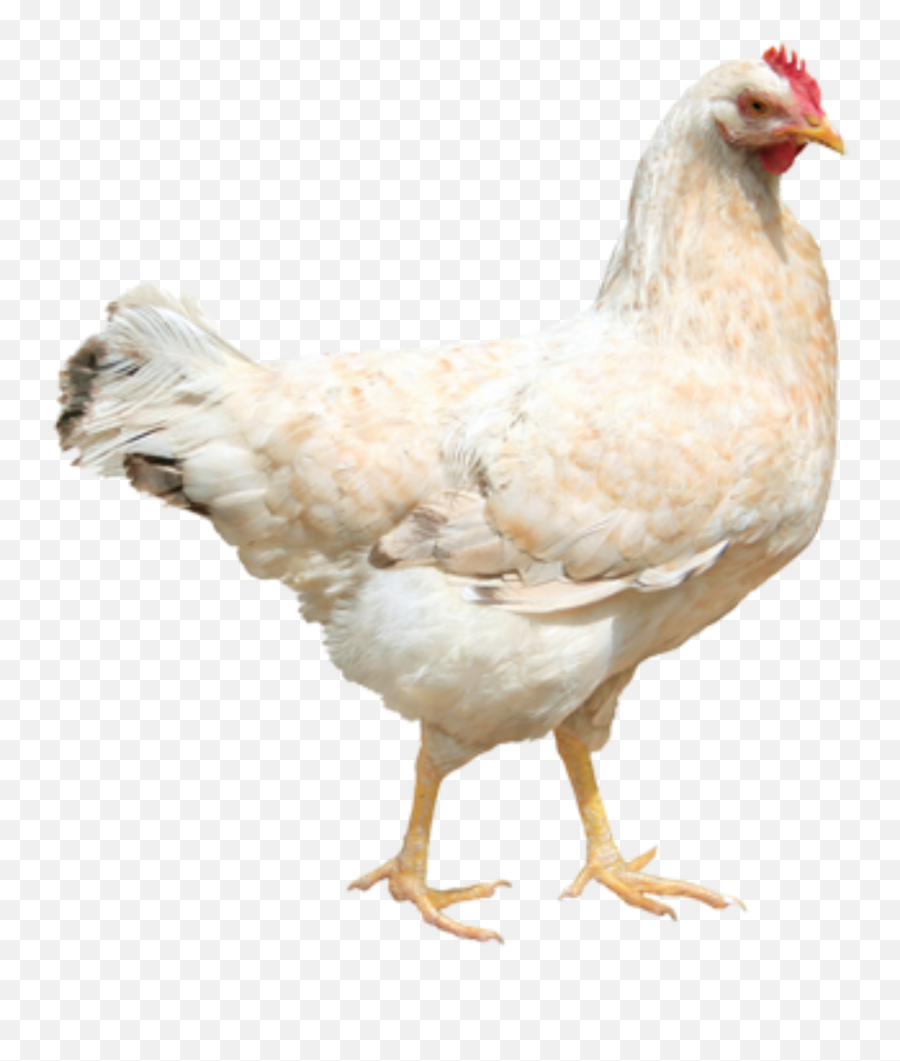 Largest Collection Of Free - Toedit Hen Stickers Chicken Png Emoji,Hen Emoji