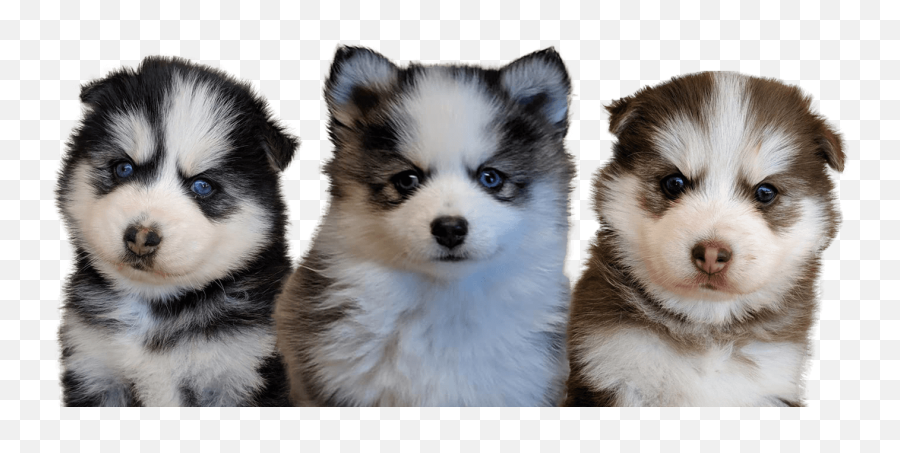 Arizona Pomskies - Pomeranian Husky Price Emoji,Pomeranian Emoji