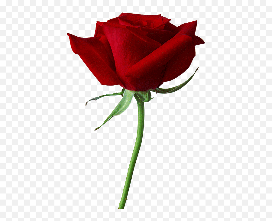 Red Rose Png Red Roses Flower Images - Rose In Png Format Emoji,Wilting Rose Emoji