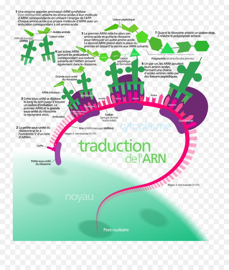 Protein Synthesis - Rf 1 Rf 2 Rf 3 Emoji,Lie Down Emoji