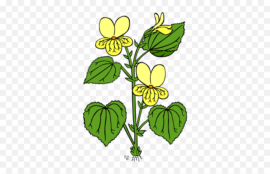 Viola Glabella Vector - Plant With Flowers Clipart Emoji,Weed Plant Emoji