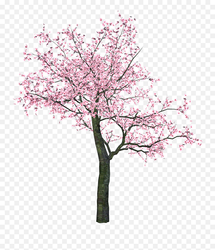 Sakura Png Emoji,Sakura Blossom Emoji
