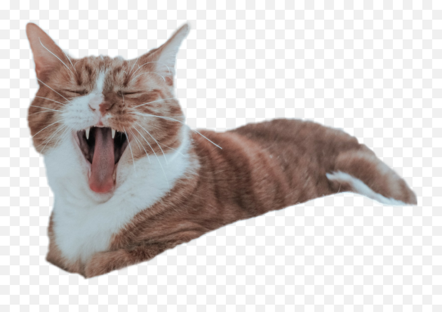 Cat Yawning Catday - Yawning Cat Emoji,Yawning Emoji