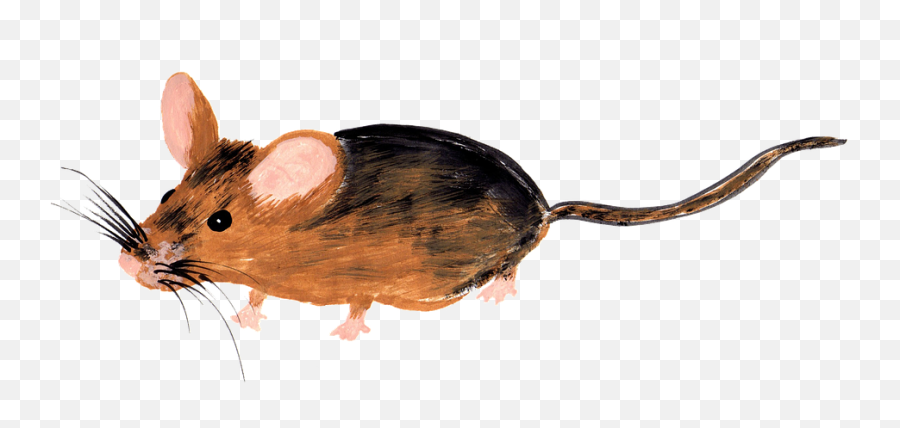 Free Mouse Rat Illustrations - Muis Png Emoji,Emoji Ruler And Books
