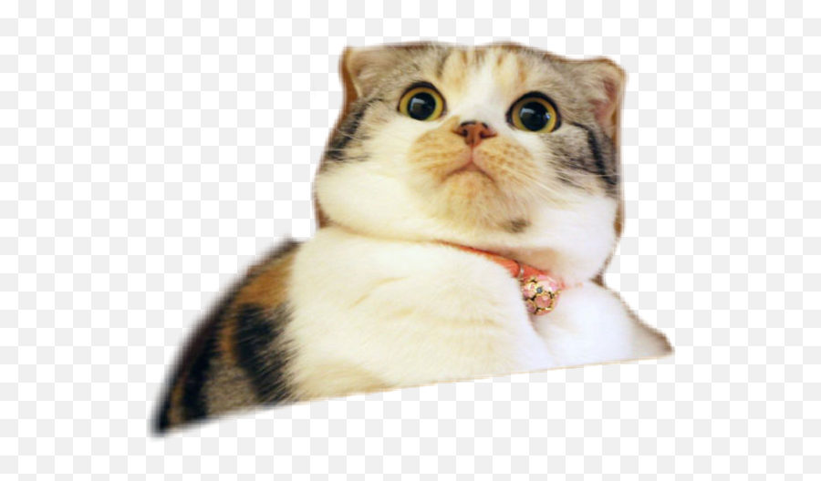Cat Surprised - Funny Cat Meme Questions Emoji,Surprised Cat Emoji