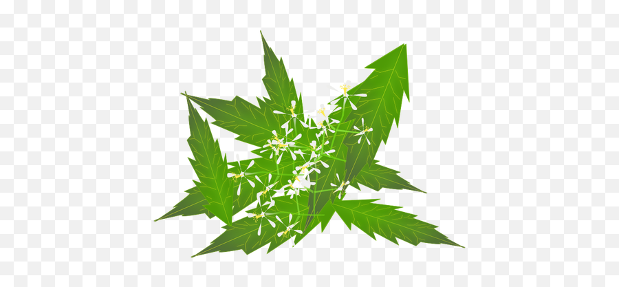 Image Of Neem Leaves And Flowers In Color - Use Neem Oil Emoji,Weed Leaf Emoji