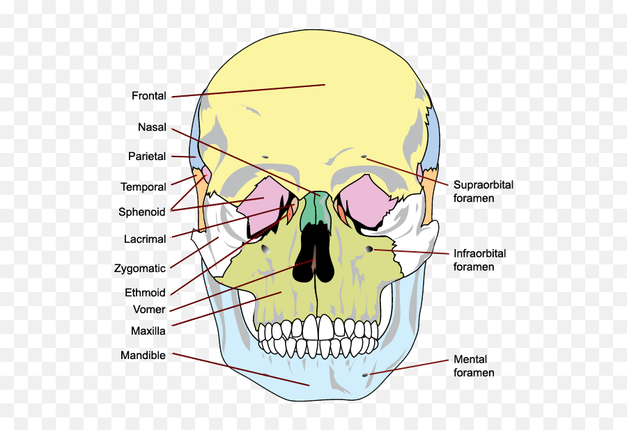Diagram Coyote Skull Diagram Full Version Hd Quality Skull - Bones Of The Skull Emoji,Skull And Crossbones Emoji
