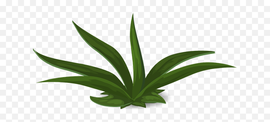 100 Free Greenery U0026 Leaves Illustrations - Pixabay Free Green Plant White Background Emoji,Leaves Emoji