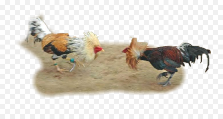 The Newest Poule Stickers On Picsart - Gamecock Fighting Emoji,Hand Rooster Emoji