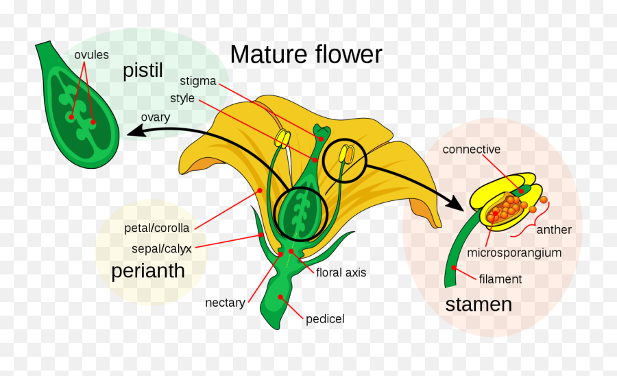 Mature Flower Diagram - Parts Of A Flower Emoji,Sex Emoji