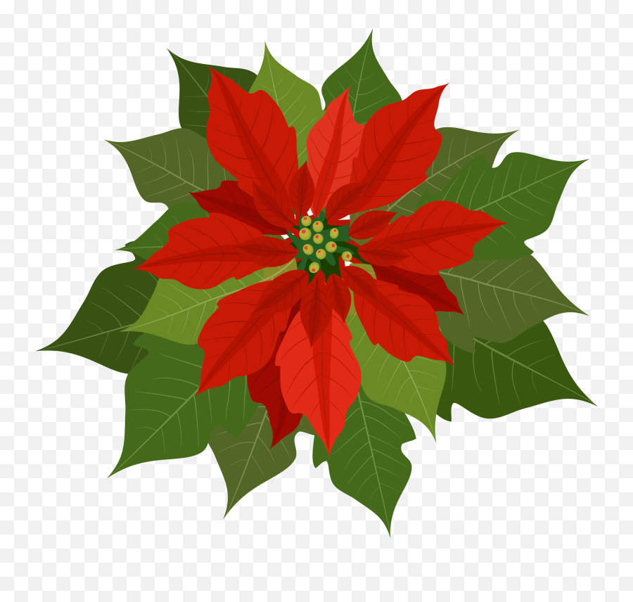 Unforgettable Cliparts Psx Poinsettia Clipart 50 - Free Poinsettia Clipart Emoji,Scrunchy Face Emoji