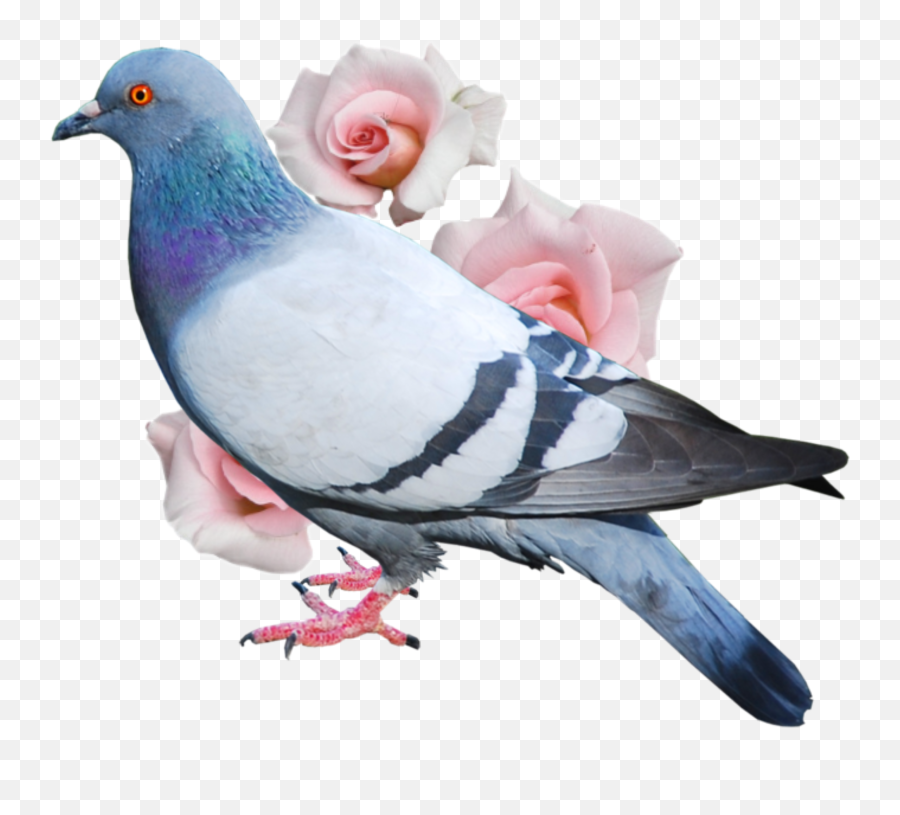 Pigeon Flower Aesthetic - Birds Work For The Bourgeoisie Gif Emoji,Pigeon Emoji