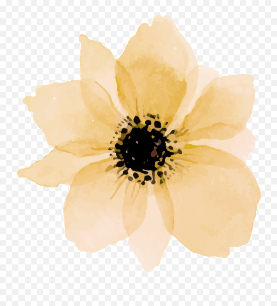 Yellow Daisy Png - Yellow Flower Drawing Png Emoji,Yellow Flower Emoji