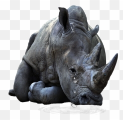 Freetoedit Rhinoceros Rhino Crying Emoji,Rhino Emoji