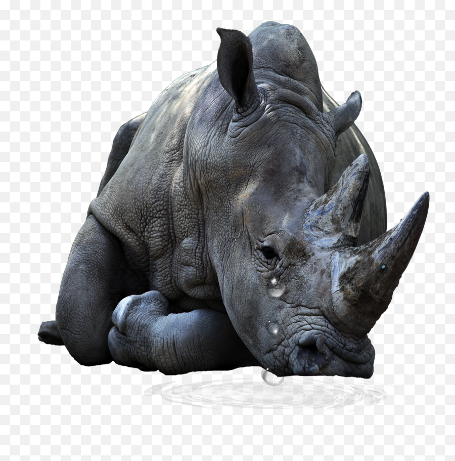 Freetoedit Rhinoceros Rhino Crying Emoji,Rhino Emoji