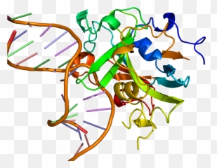 Dna Clipart Wikipedia Dna Wikipedia Transparent Free For - Human Alkyladenine Dna Glycosylase Emoji,Nutting Emoji